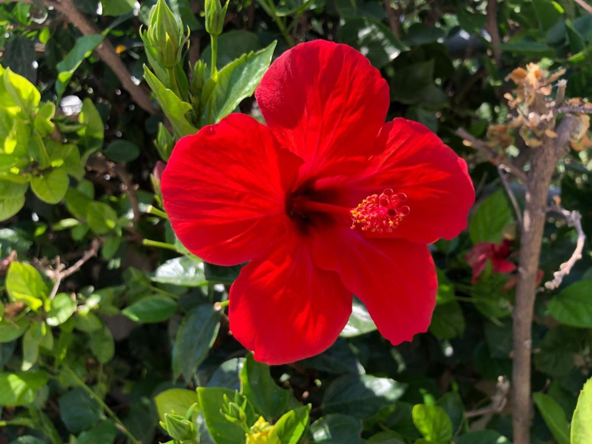 Red Hibiscus Stegna Guest House อาร์คานเยโลส ภายนอก รูปภาพ