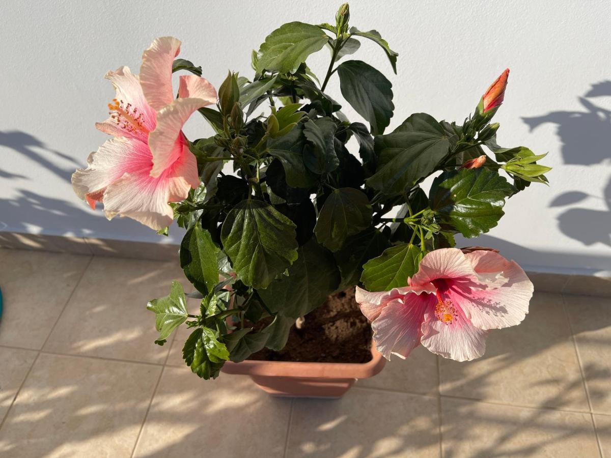 Red Hibiscus Stegna Guest House อาร์คานเยโลส ภายนอก รูปภาพ