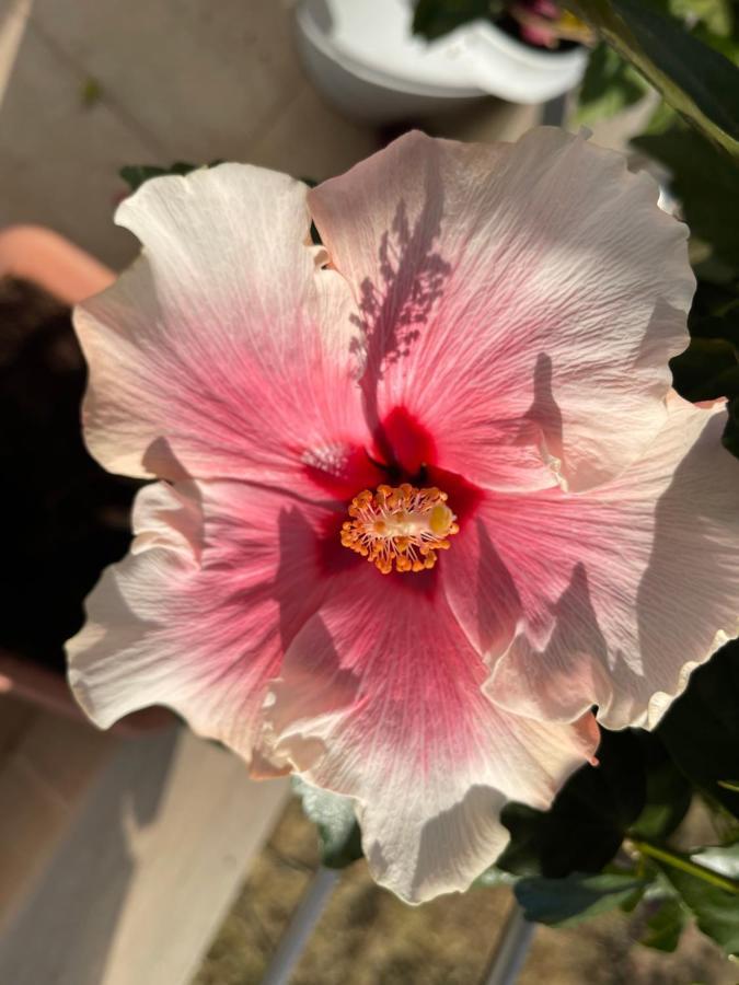 Red Hibiscus Stegna Guest House อาร์คานเยโลส ภายนอก รูปภาพ