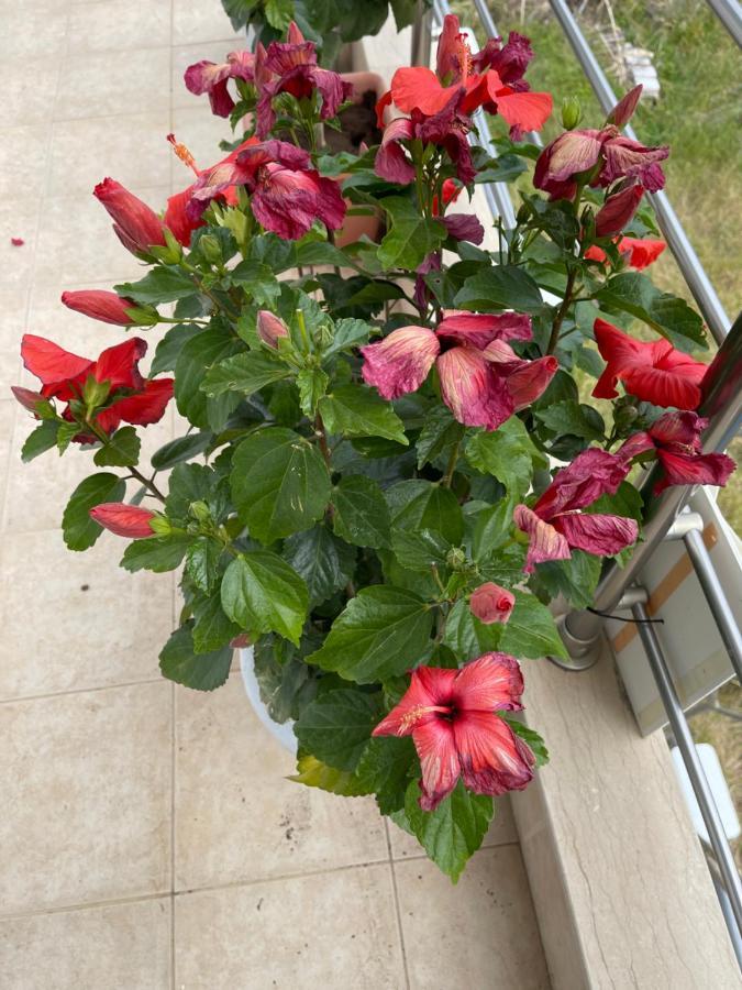 Red Hibiscus Stegna Guest House อาร์คานเยโลส ภายนอก รูปภาพ