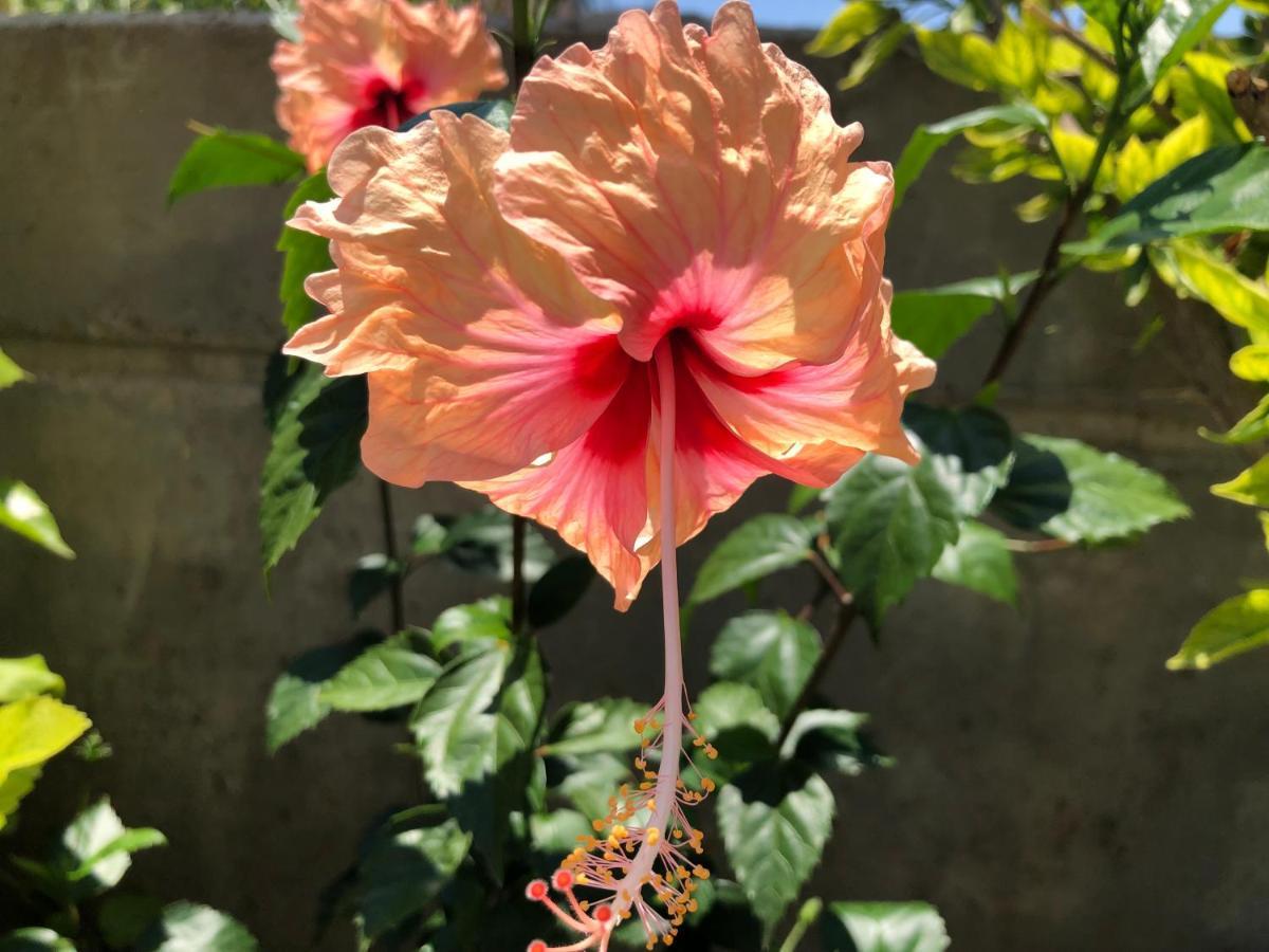 Red Hibiscus Stegna Guest House อาร์คานเยโลส ภายนอก รูปภาพ